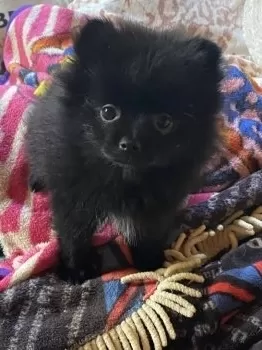sena 様のお迎えした子犬