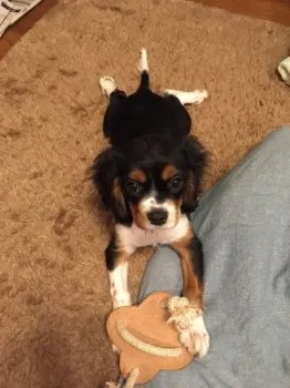 すずめ 様のお迎えした子犬