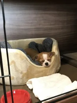 ユミックス 様のお迎えした子犬