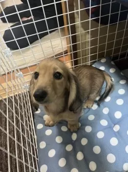 Donママ 様のお迎えした子犬