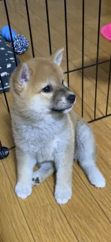 みみちゃん 様のお迎えした子犬