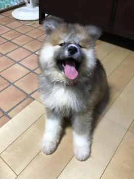 秋田犬の子犬をお迎えいただいたお客様の声 口コミ 評判 全559件中 31 60件目を表示 みんなのブリーダー みんなのブリーダー 秋田犬の子犬をお迎えいただいたお客様の声 口コミ 評判 全559件中 31 60件目を表示 みんなのブリーダー みんなのブリーダー