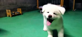 トキ 様のお迎えした子犬