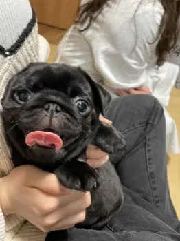 N.Ｉ 様のお迎えした子犬