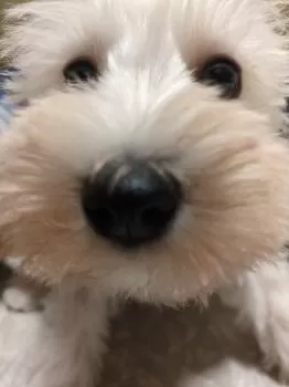 希空 様のお迎えした子犬