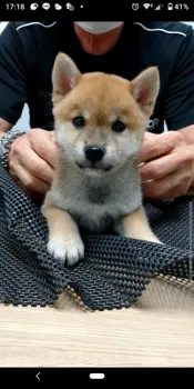 ばあば 様のお迎えした子犬