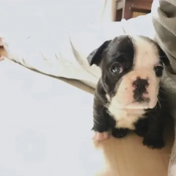 becherry 様のお迎えした子犬