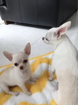 マル 様のお迎えした子犬