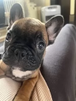 yuuuuu 様のお迎えした子犬