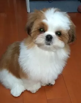 あまちゃん 様のお迎えした子犬