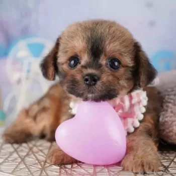 あずき 様のお迎えした子犬
