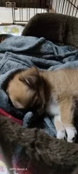 まゆ 様のお迎えした子犬