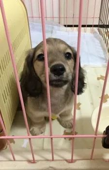 藤村 様のお迎えした子犬