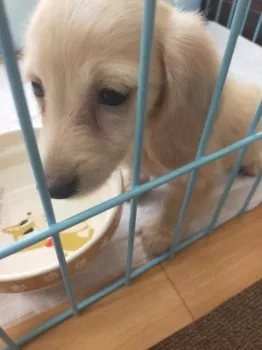 ゆりち 様のお迎えした子犬