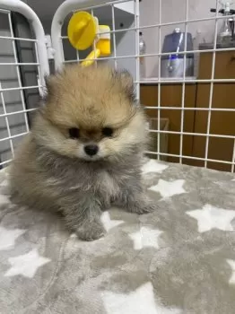 ポポの飼主 様のお迎えした子犬