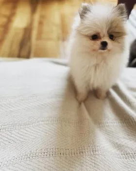 まるこ 様のお迎えした子犬