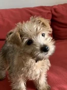 H.I 様のお迎えした子犬