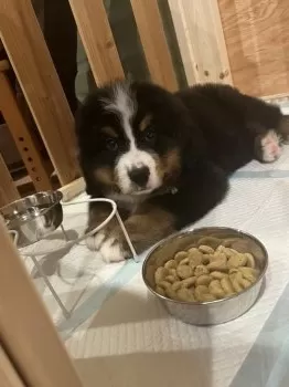 ナヲ 様のお迎えした子犬