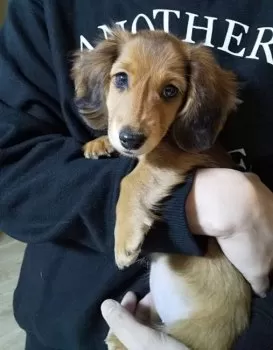 ミルちゃん 様のお迎えした子犬