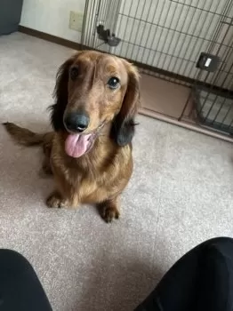 よっち 様のお迎えした子犬