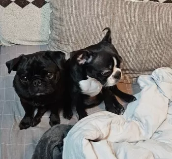 M.K 様のお迎えした子犬