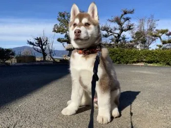 MAOI 様のお迎えした子犬