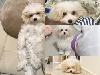 R.E 様のお迎えした子犬
