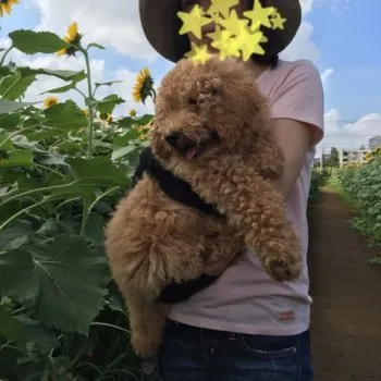 ポポ&モン吉ママ 様のお迎えした子犬