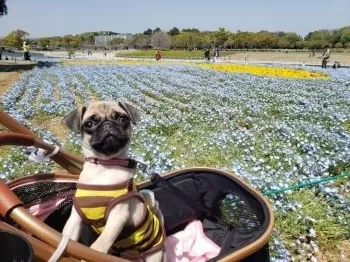 Y.U 様のお迎えした子犬