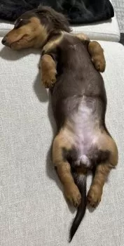 なにわっち 様のお迎えした子犬