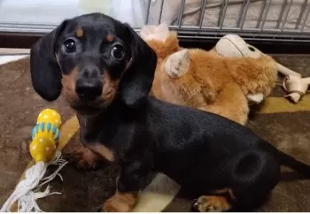 カミンのパパ 様のお迎えした子犬