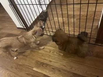 まりん 様のお迎えした子犬