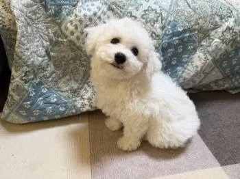 Y.K 様のお迎えした子犬