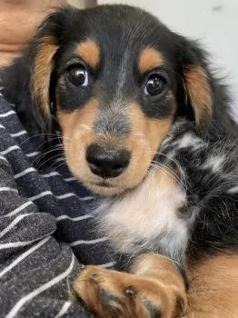 田中 様のお迎えした子犬