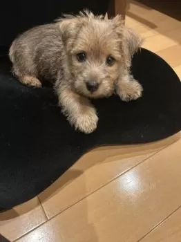 A.Y 様のお迎えした子犬