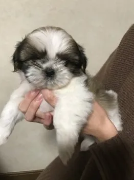Y 様のお迎えした子犬