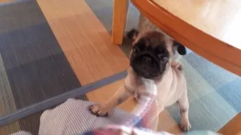 I.S 様のお迎えした子犬