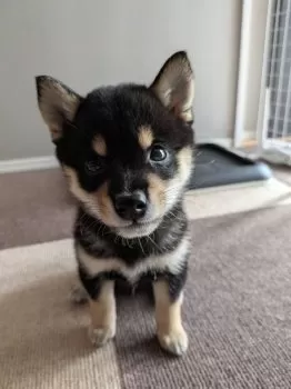 T.K 様のお迎えした子犬