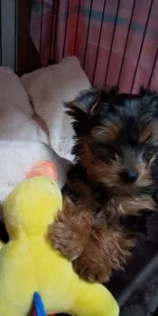 チルミル 様のお迎えした子犬