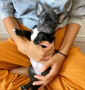 Bowちゃん 様のお迎えした子犬