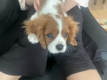 ママちゃん 様のお迎えした子犬