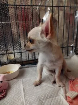 H.I 様のお迎えした子犬