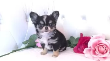 かけちゃん 様のお迎えした子犬