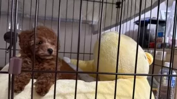 こむぎ 様のお迎えした子犬