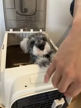 M.F 様のお迎えした子犬
