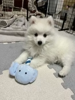 S.K 様のお迎えした子犬