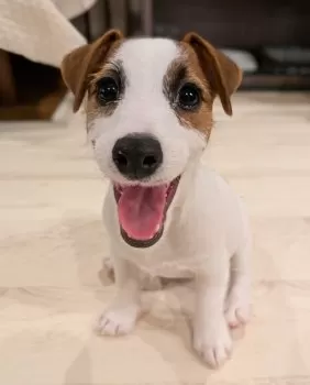 R.Y 様のお迎えした子犬