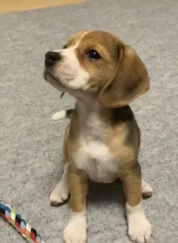 R.S 様のお迎えした子犬