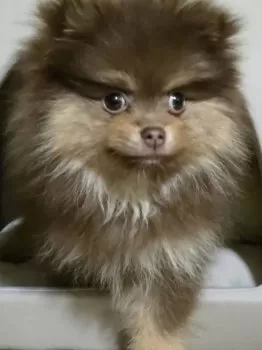 まさき 様のお迎えした子犬