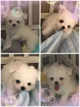よんにー 様のお迎えした子犬